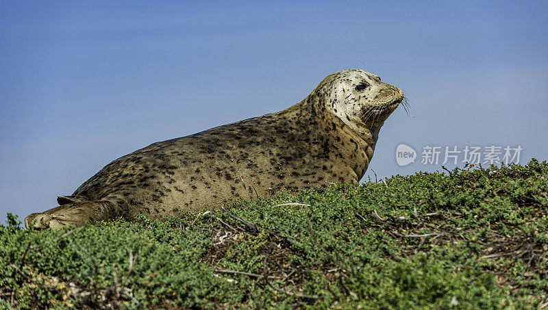 海港海豹(Phoca vitulina)，也被称为普通海豹，是一种真正的海豹，在北半球的温带和北极海洋海岸线上发现。埃尔克霍恩沼泽是密苏里州蒙特利湾一个17.1英里长的潮汐沼泽和河口